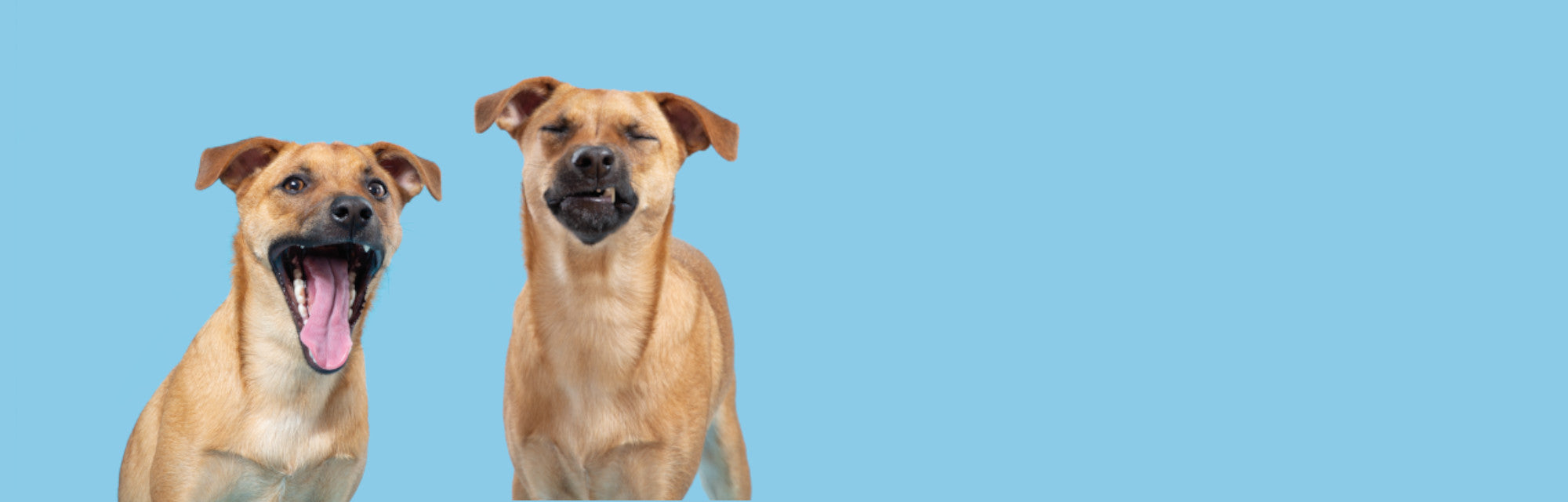 Gifts For Medium Sized Dogs – Translation missing: en.general.meta